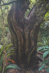 Impressive thick old tree in rainforest