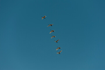 Trumpeter Swans Flying Overhead On Their Migration Route.  Fir Island Farm Reserve provides sanctuary for this magnificent bird. Located on Fir Island in the Skagit Valley of western Washington state.