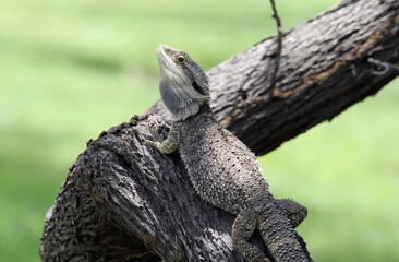 Eastern bearded dragon lizard reptile sitting on a tree trunk