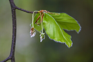 Hairy male flowers and leaves on a branch of the common beech tree (Fagus sylvatica) in spring,...