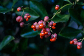 マユミの赤い実