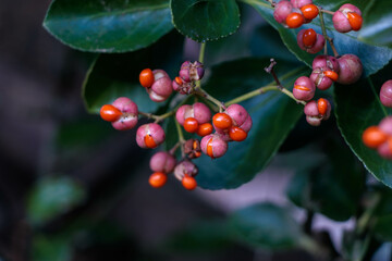 マユミの赤い実