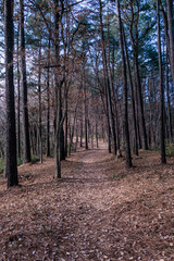 Obraz premium 落ち葉が敷き詰める冬の遊歩道