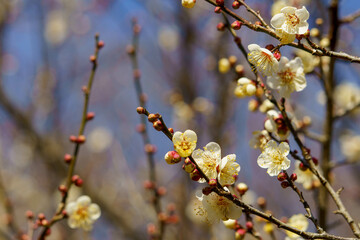 春の季節を告げる梅の花