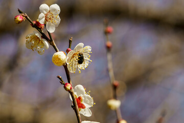春の季節を告げる梅の花