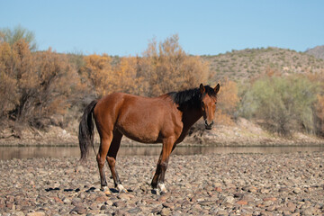 Bay mare wild horse walking on gravel next to the Salt River near Mesa Arizona United States