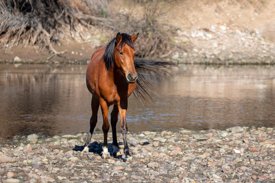 Bronze bay mare wild horse with tail swishing in the wind next to the Salt River outside Phoenex Arizona United States