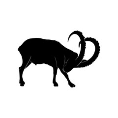 Ibex silhouette on white background