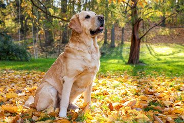 Cute Labrador Retriever dog on fallen leaves in sunny autumn park