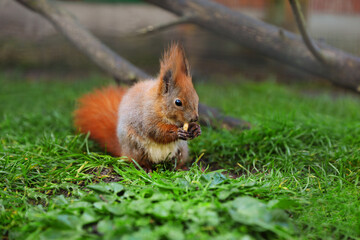 Cute squirrel eating on green grass in zoo