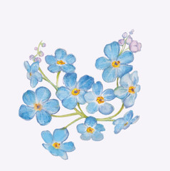 niezapominajki kwiaty niebieskie kwitnie - obrazy, fototapety, plakaty
