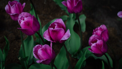 Purple tulip flowers in spring. Dark theme