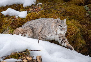 BOBCAT