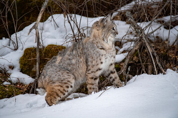 BOBCAT