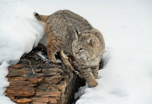 BOBCAT