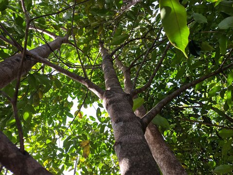 agarwood tree (Aquilaria malaccensis) in the morning