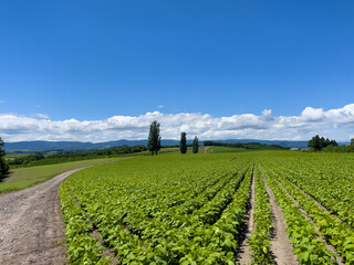 poplar trees and summer field