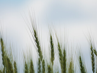 Growing ears of summer wheat