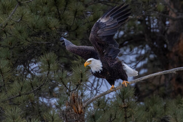Bald Eagles at Eleven Mile Canyon