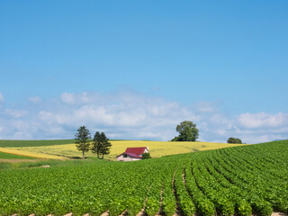 Fields with hills and blue sky