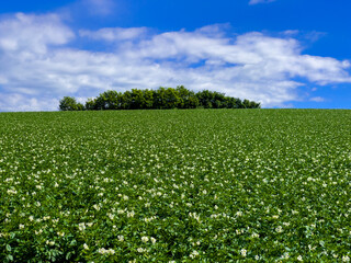 Lush summer hills and sky