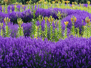 Flower bed in a park with blooming lavender