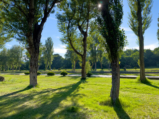 Fototapeta na wymiar Sunlight filtering through rows of poplar trees