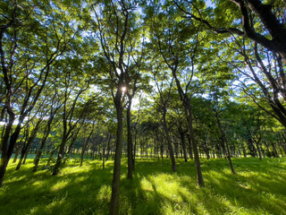 Fototapeta premium In the forest where the sunlight leaks