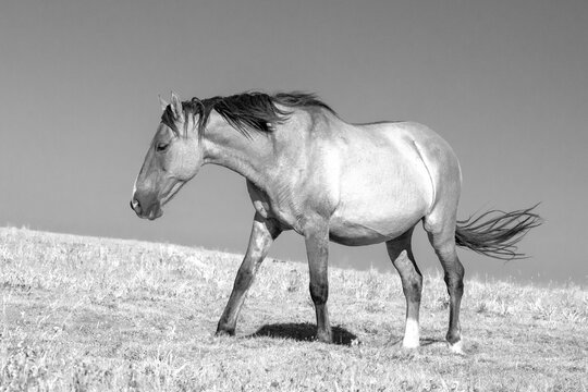 Wild Horse Mustang in the Pryor Mountains Wild Horse Refuge Sanctuary on the border of Wyoming Montana in the United States - black and white