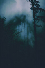 Obraz premium fog in the forest