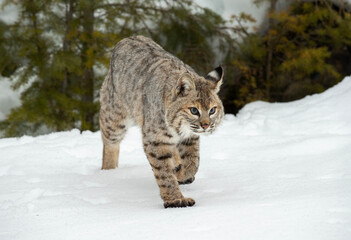 Bobcat