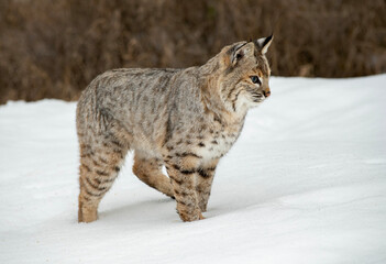 Fototapeta premium Bobcat