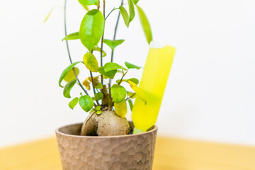 観葉植物と活力剤