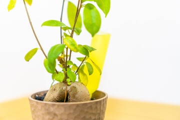 観葉植物のガジュマルに活力剤を注入する