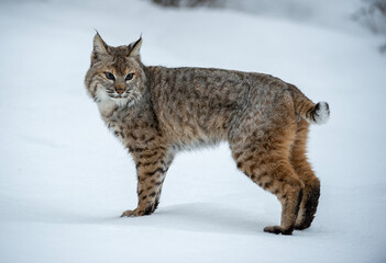 Obraz premium Bobcat