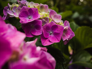 Close up of a hydrangea