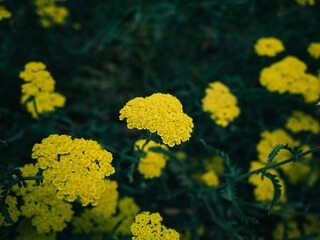 yellow flowers in spring
