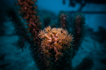 macro coral 