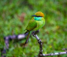 Green bee-eater