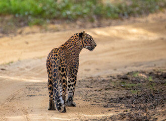 Leopard