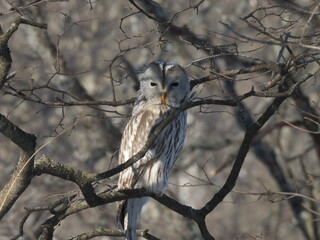 Hokkaido Eastern Hokkaido Wild Animals Birds Ezo Owl