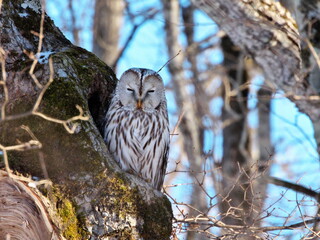 Hokkaido Eastern Hokkaido Wild Animals Birds Ezo Owl