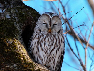 Hokkaido Eastern Hokkaido Wild Animals Birds Ezo Owl