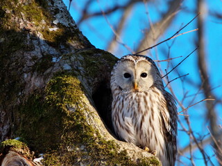 Hokkaido Eastern Hokkaido Wild Animals Birds Ezo Owl