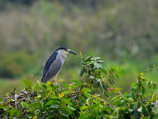 Black-crowned Night Heron portrait in Pantanal, Brazil