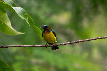 Brown-throated Sunbird Anthreptes malacensis