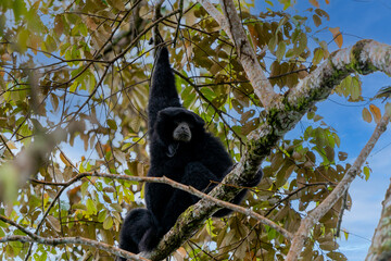 Siamang Symphalangus syndactylus