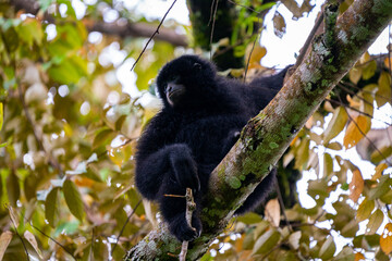 Siamang Symphalangus syndactylus