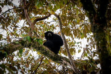 Siamang Symphalangus syndactylus