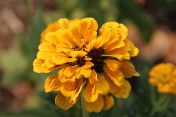 yellow flower in the garden